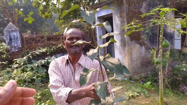 APPLE HRMN99 & ANNA 10 Months after Plantation | Purulia; West Bengal смотреть онлайн