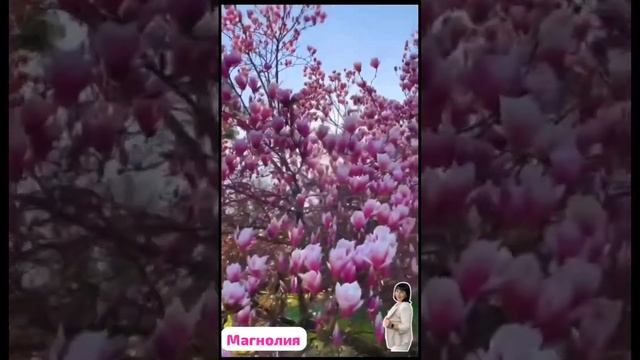 Магнолия Самое древнее цветущее дерево на Земле #магнолия