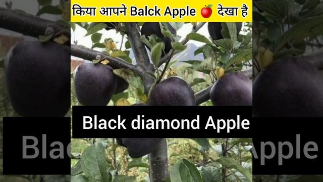 क्या आपने कभी देखा है Black diamond Apple #short #facts #amazingfacts #allfactsskr смотреть онлайн