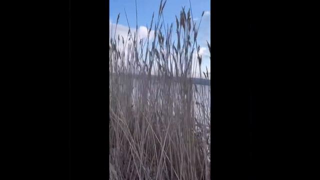 Охота на водоплавающую дичь в январе смотреть онлайн