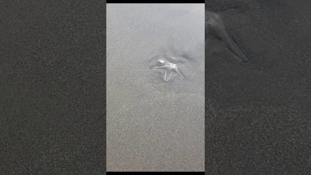 Морские звёзды и крабы на Гоа