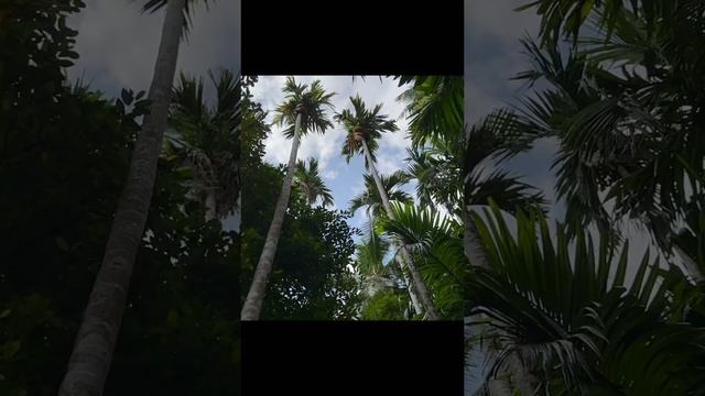 Пальма с секретом на Гоа