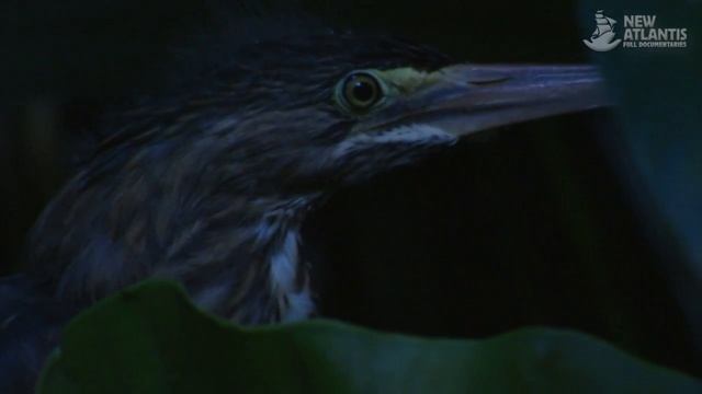 Amazonia: Land of Jaguars (part 4/5) смотреть онлайн
