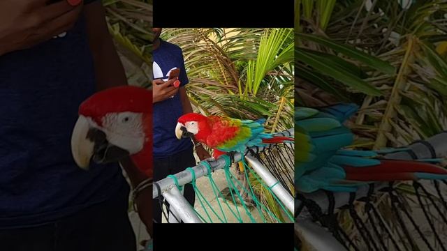 Мальдивский попугай