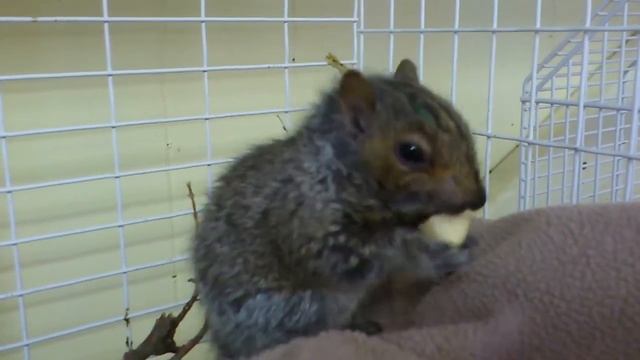 Rescued squirrel eats apple for the first time смотреть онлайн
