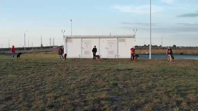 Выстрел / Кёрунг СИМФЕРОПОЛЬ чт 19 сен`24 (Е.Петрушина) 7 собак