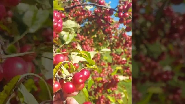 AMAZINGLY CRAB APPLE TREES😱😱 смотреть онлайн