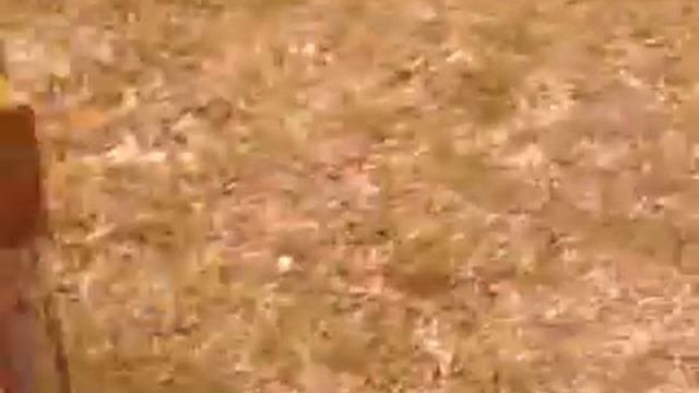 Водяний щур смотреть онлайн