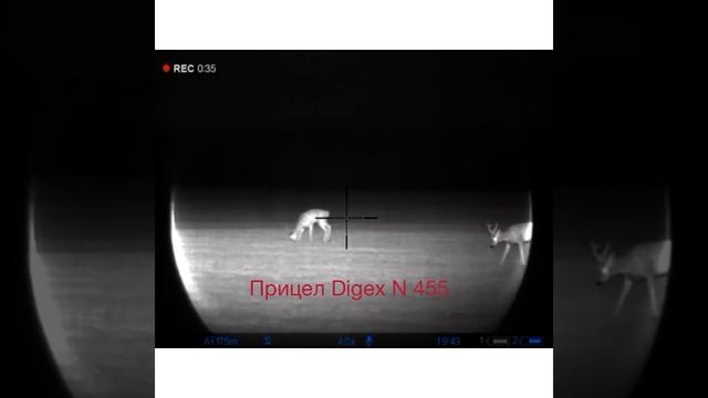 Косуля кормится на озимой смотреть онлайн