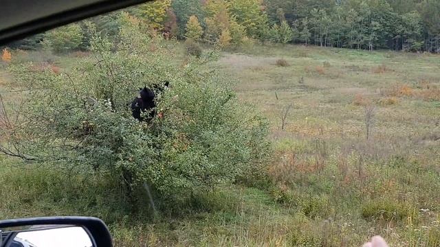 Black Bears mother and cub in an apple tree смотреть онлайн