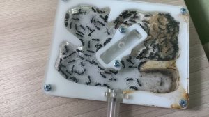 Переселение Кампонотус париус (Camponotus parius) в огромный формикарий (муравьиную ферму)