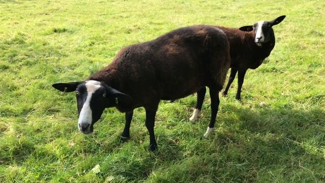 Enjoy some peace under an Apple tree as ewes hunt for apples смотреть онлайн