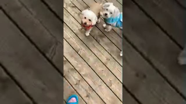 Loveourtoypups is live!it’s cold and windy but the poodles are loving it come say hi смотреть онлайн
