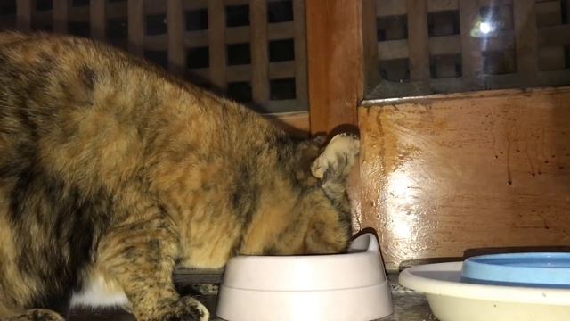 【なぜ？気づく？】作業してたら帰ってくる猫【猫と日本の庭】 смотреть онлайн