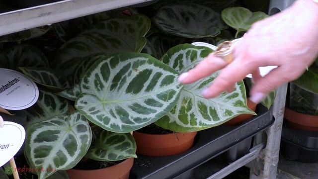 Распаковка. Поставка цветов Нидерланды.