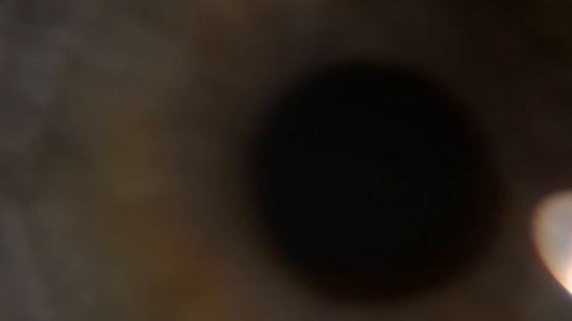 CANON HF100 Test - The Eye