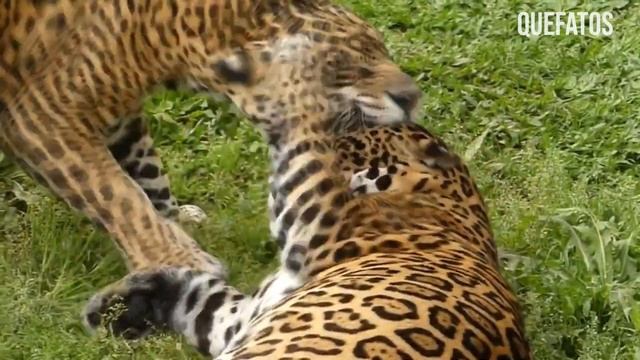 ONÇA ESTRANHA FAZ ESTRAGO NA FAZENDA смотреть онлайн