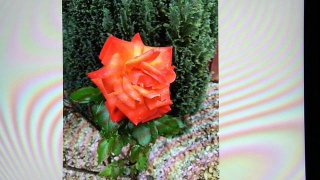 Heiyo Stylus Pen, an alternative to the Apple Pencil смотреть онлайн