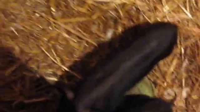 ВЬЕТНАМСКИЕ ПОРОСЯТА - 2 НЕДЕЛИ смотреть онлайн