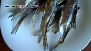 Астраханская вобла