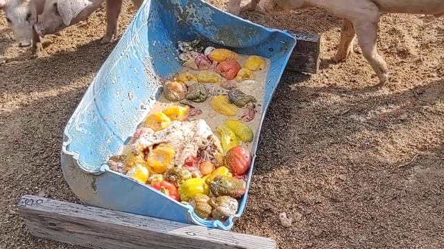 Feeding pigs slop смотреть онлайн
