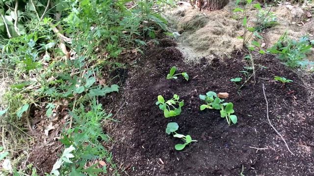 Unorthodox Gardening || Reclaiming Our Roots смотреть онлайн