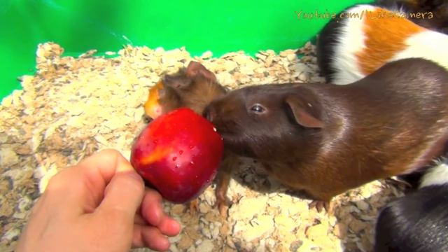 Guinea Pigs Eating Apple - Guinea Pigs Squeaking Noises смотреть онлайн