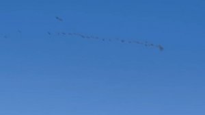 Охота на волка, кабана в Дагестане.