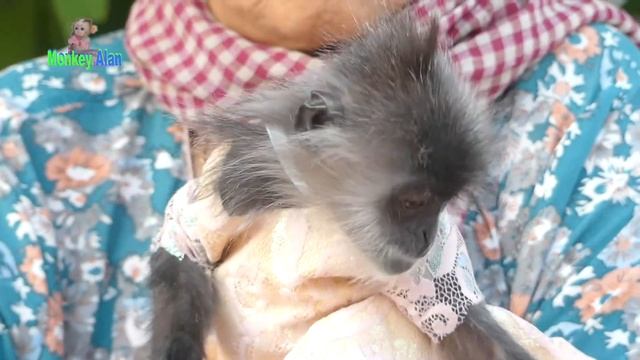 Monkey Miki showing a quick witted intelligence of her when eat Apple смотреть онлайн