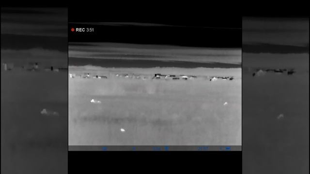 Наш заяц сводит шакалов с ума! смотреть онлайн