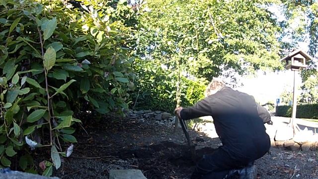 how to plant a crab apple tree смотреть онлайн