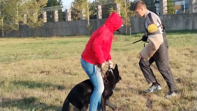 5.  выражено/перв YAGGI V. WESPEN HAUS (Goldene Bienenstock Zart – Джакарта Из Новой Сибири)