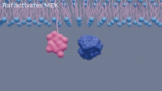 Receptor Tyrosine Kinase signaling pathway 3D animation смотреть онлайн
