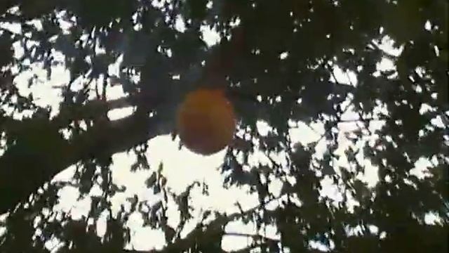 Apples & Oranges in one tree unreal never seen смотреть онлайн