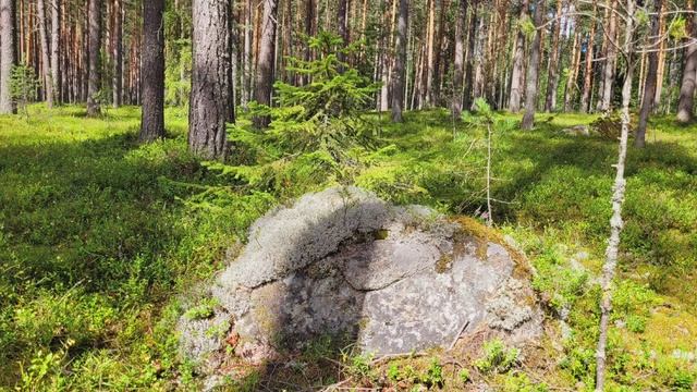 Карелия 2024. Карельский лес. Июль 2024г (слайд-шоу).mp4 смотреть онлайн