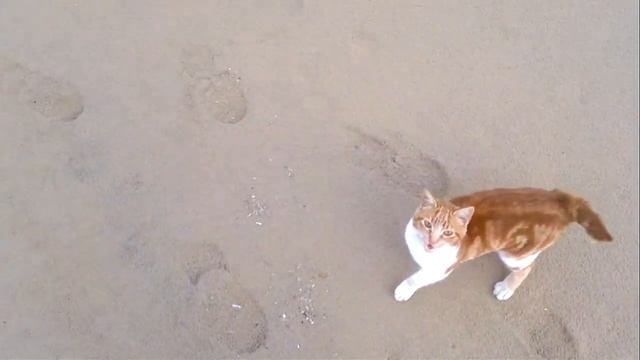 Одинокий кот на пустынном пляже Акротири, Крит смотреть онлайн