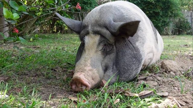 [HD] 10 MINUTES OF : Mini Pig in Phuket THAILAND- July 2023 смотреть онлайн