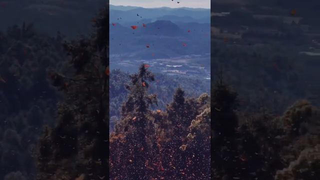 Биосферный заповедник в Мексике: уникальное убежище для тысяч бабочек-монархов