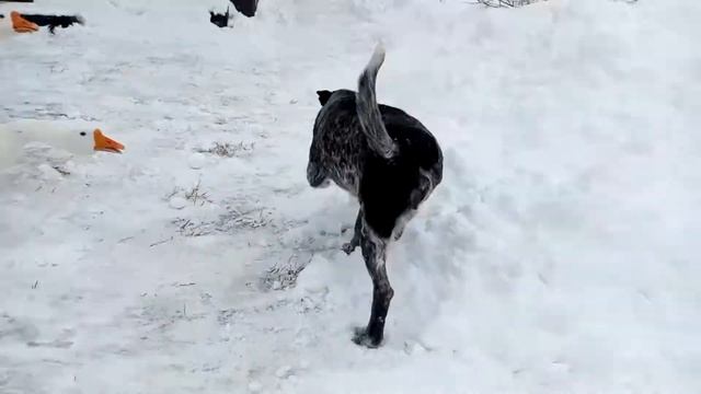 Гуси зимой
