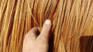 Ласка заплела косички Жанке