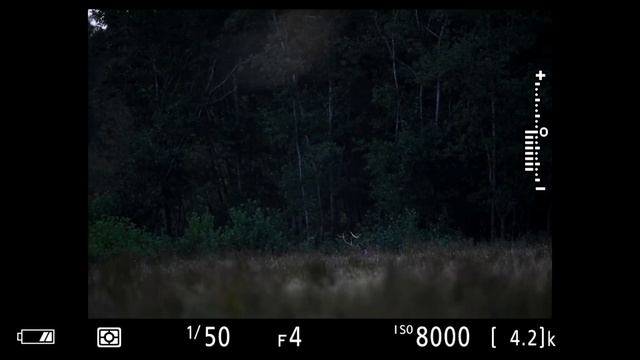 THE SOUND GAVE ME GOOSEBUMPS - Wildlife Photography behind the scenes | red deer, low light, forest смотреть онлайн