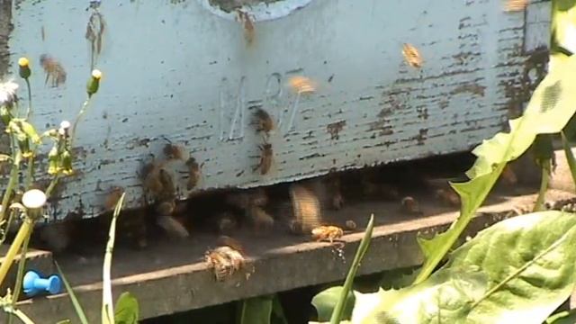 Pollinating Apple and Pear Orchards with Honeybees смотреть онлайн
