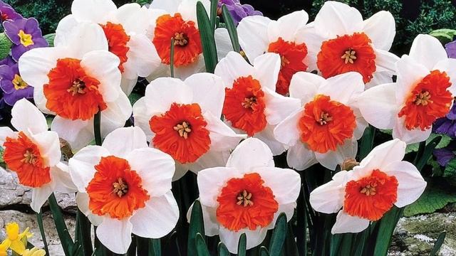 10 Minutes Natural Scene music - Daffodils Scene - Deep Relaxing Music смотреть онлайн