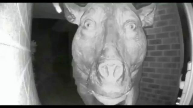 touhou смотреть онлайн