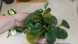 Пеперомия. Черенкование, формирование,  укоренение.