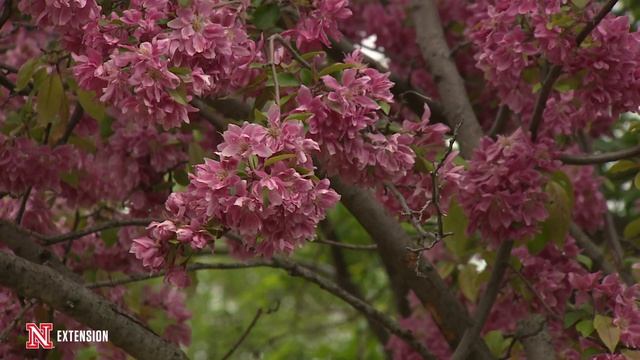 Green and Growing Tip: Flowering Crabapple смотреть онлайн