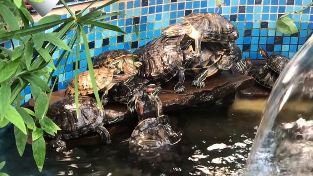 Черепаха СТАРАЛАСЬ покорить вершину!