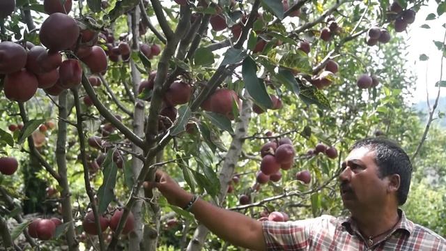 || Kinnaur:The land of apples || (Harvest, packing and some information of apple varieties)HP смотреть онлайн
