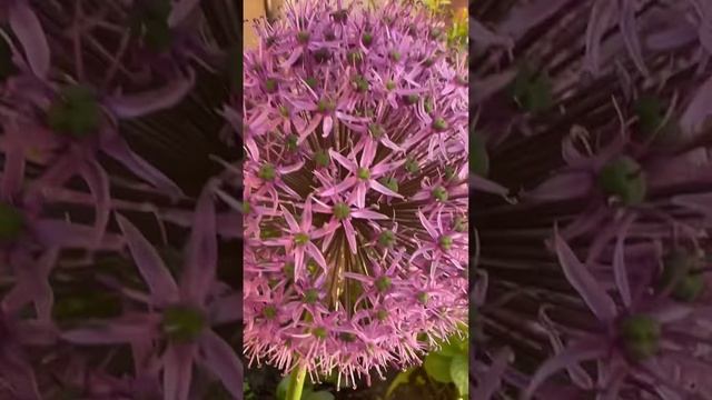 Декоративный лук Аллиум