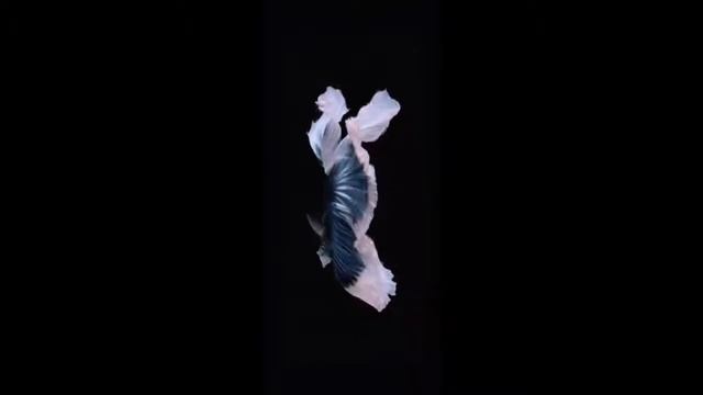 Download Fish Live Wallpaper Iphone X 🔥 смотреть онлайн